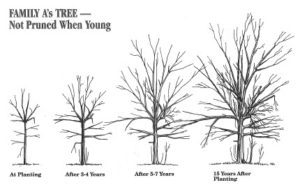 Without Structural Pruning